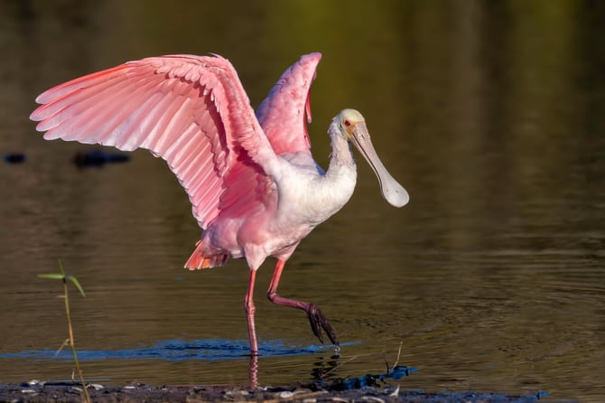 Your Guide to Birdwatching in Galveston, Texas
