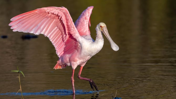 Your Guide to Birdwatching in Galveston, Texas